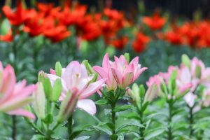 谷汲ユリ園、６月夏の花、岐阜県揖斐郡の観光・撮影スポットの画像と写真谷汲ユリ園、６月夏の花、岐阜県揖斐郡の観光・撮影スポットの画像と写真