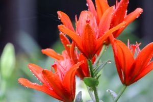 谷汲ユリ園、６月夏の花、岐阜県揖斐郡の観光・撮影スポットの画像と写真谷汲ユリ園、６月夏の花、岐阜県揖斐郡の観光・撮影スポットの画像と写真