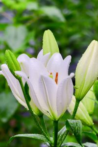 谷汲ユリ園、６月夏の花、岐阜県揖斐郡の観光・撮影スポットの画像と写真谷汲ユリ園、６月夏の花、岐阜県揖斐郡の観光・撮影スポットの画像と写真