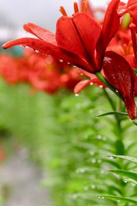 谷汲ユリ園、６月夏の花、岐阜県揖斐郡の観光・撮影スポットの画像と写真谷汲ユリ園、６月夏の花、岐阜県揖斐郡の観光・撮影スポットの画像と写真