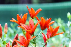 谷汲ユリ園、６月夏の花、岐阜県揖斐郡の観光・撮影スポットの画像と写真谷汲ユリ園、６月夏の花、岐阜県揖斐郡の観光・撮影スポットの画像と写真