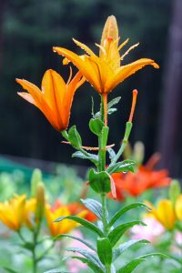 谷汲ユリ園、６月夏の花、岐阜県揖斐郡の観光・撮影スポットの画像と写真谷汲ユリ園、６月夏の花、岐阜県揖斐郡の観光・撮影スポットの画像と写真