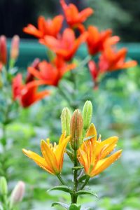 谷汲ユリ園、６月夏の花、岐阜県揖斐郡の観光・撮影スポットの画像と写真谷汲ユリ園、６月夏の花、岐阜県揖斐郡の観光・撮影スポットの画像と写真