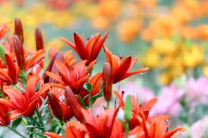谷汲ユリ園、６月夏の花、岐阜県揖斐郡の観光・撮影スポットの画像と写真谷汲ユリ園、６月夏の花、岐阜県揖斐郡の観光・撮影スポットの画像と写真