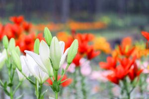 谷汲ユリ園、６月夏の花、岐阜県揖斐郡の観光・撮影スポットの画像と写真谷汲ユリ園、６月夏の花、岐阜県揖斐郡の観光・撮影スポットの画像と写真