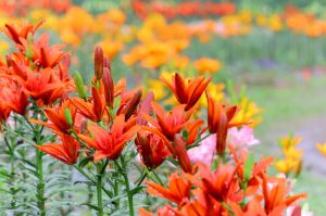 谷汲ユリ園、６月夏の花、岐阜県揖斐郡の観光・撮影スポットの画像と写真谷汲ユリ園、６月夏の花、岐阜県揖斐郡の観光・撮影スポットの画像と写真