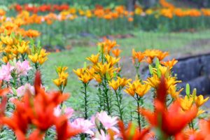 谷汲ユリ園、６月夏の花、岐阜県揖斐郡の観光・撮影スポットの画像と写真谷汲ユリ園、６月夏の花、岐阜県揖斐郡の観光・撮影スポットの画像と写真