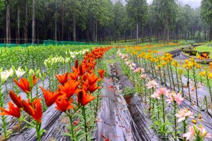 谷汲ユリ園、６月夏の花、岐阜県揖斐郡の観光・撮影スポットの画像と写真谷汲ユリ園、６月夏の花、岐阜県揖斐郡の観光・撮影スポットの画像と写真