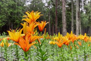 谷汲ユリ園、６月夏の花、岐阜県揖斐郡の観光・撮影スポットの画像と写真谷汲ユリ園、６月夏の花、岐阜県揖斐郡の観光・撮影スポットの画像と写真