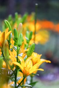 谷汲ユリ園、６月夏の花、岐阜県揖斐郡の観光・撮影スポットの画像と写真谷汲ユリ園、６月夏の花、岐阜県揖斐郡の観光・撮影スポットの画像と写真