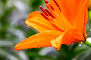 谷汲ユリ園、６月夏の花、岐阜県揖斐郡の観光・撮影スポットの画像と写真谷汲ユリ園、６月夏の花、岐阜県揖斐郡の観光・撮影スポットの画像と写真
