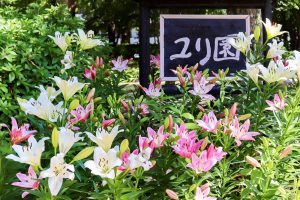 千種公園、ユリ園、6月夏の花、名古屋市千種区の観光・撮影スポットの画像と写真