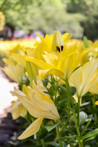 千種公園、ユリ園、6月夏の花、名古屋市千種区の観光・撮影スポットの画像と写真