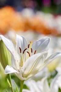 千種公園、ユリ園、6月夏の花、名古屋市千種区の観光・撮影スポットの画像と写真