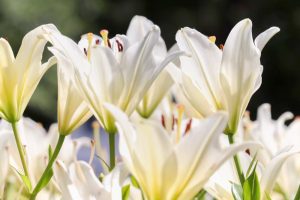 千種公園、ユリ園、6月夏の花、名古屋市千種区の観光・撮影スポットの画像と写真