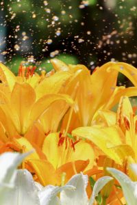千種公園、ユリ園、6月夏の花、名古屋市千種区の観光・撮影スポットの画像と写真