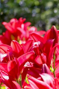 千種公園、ユリ園、6月夏の花、名古屋市千種区の観光・撮影スポットの画像と写真