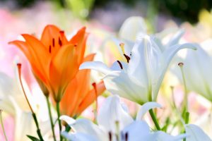千種公園、ユリ園、6月夏の花、名古屋市千種区の観光・撮影スポットの画像と写真
