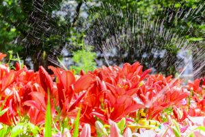 千種公園、ユリ園、6月夏の花、名古屋市千種区の観光・撮影スポットの画像と写真