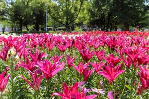 千種公園、ユリ園、6月夏の花、名古屋市千種区の観光・撮影スポットの画像と写真