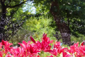 千種公園、ユリ園、6月夏の花、名古屋市千種区の観光・撮影スポットの画像と写真