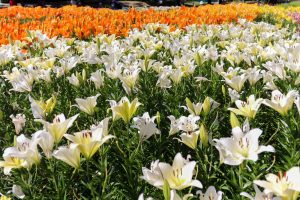 千種公園、ユリ園、6月夏の花、名古屋市千種区の観光・撮影スポットの画像と写真