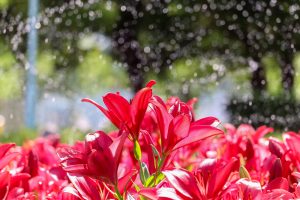 千種公園、ユリ園、6月夏の花、名古屋市千種区の観光・撮影スポットの画像と写真