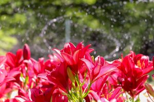 千種公園、ユリ園、6月夏の花、名古屋市千種区の観光・撮影スポットの画像と写真