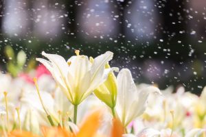 千種公園、ユリ園、6月夏の花、名古屋市千種区の観光・撮影スポットの画像と写真