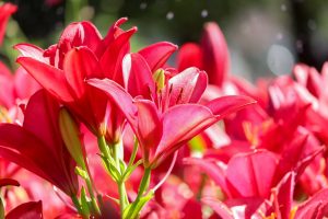 千種公園、ユリ園、6月夏の花、名古屋市千種区の観光・撮影スポットの画像と写真