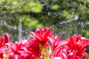 千種公園、ユリ園、6月夏の花、名古屋市千種区の観光・撮影スポットの画像と写真