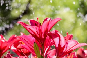 千種公園、ユリ園、6月夏の花、名古屋市千種区の観光・撮影スポットの画像と写真