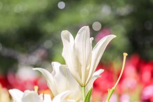 千種公園、ユリ園、6月夏の花、名古屋市千種区の観光・撮影スポットの画像と写真