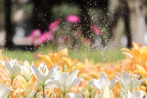 千種公園、ユリ園、6月夏の花、名古屋市千種区の観光・撮影スポットの画像と写真