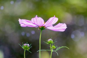 千種公園、ユリ園、6月夏の花、名古屋市千種区の観光・撮影スポットの画像と写真
