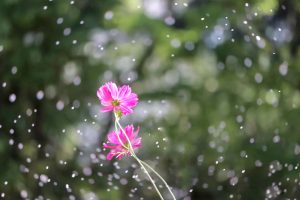 千種公園、ユリ園、6月夏の花、名古屋市千種区の観光・撮影スポットの画像と写真