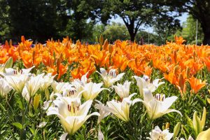 千種公園、ユリ園、6月夏の花、名古屋市千種区の観光・撮影スポットの画像と写真