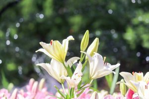 千種公園、ユリ園、6月夏の花、名古屋市千種区の観光・撮影スポットの画像と写真
