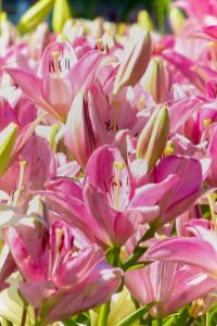 千種公園、ユリ園、6月夏の花、名古屋市千種区の観光・撮影スポットの画像と写真