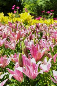 千種公園、ユリ園、6月夏の花、名古屋市千種区の観光・撮影スポットの画像と写真