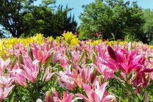 千種公園、ユリ園、6月夏の花、名古屋市千種区の観光・撮影スポットの画像と写真