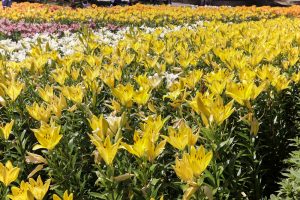 千種公園、ユリ園、6月夏の花、名古屋市千種区の観光・撮影スポットの画像と写真