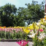 千種公園、ユリ園、6月夏の花、名古屋市千種区の観光・撮影スポットの画像と写真