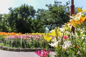 千種公園、ユリ園、6月夏の花、名古屋市千種区の観光・撮影スポットの画像と写真