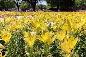 千種公園、ユリ園、6月夏の花、名古屋市千種区の観光・撮影スポットの画像と写真