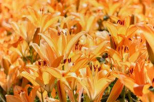 千種公園、ユリ園、6月夏の花、名古屋市千種区の観光・撮影スポットの画像と写真