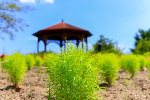 農業文化園・戸田川緑地、７月の夏の花、名古屋市中川区の観光・撮影スポットの画像と写真