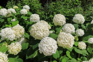 農業文化園・戸田川緑地、７月の夏の花、名古屋市中川区の観光・撮影スポットの画像と写真