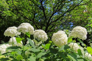 農業文化園・戸田川緑地、７月の夏の花、名古屋市中川区の観光・撮影スポットの画像と写真