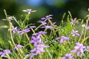 農業文化園・戸田川緑地、７月の夏の花、名古屋市中川区の観光・撮影スポットの画像と写真